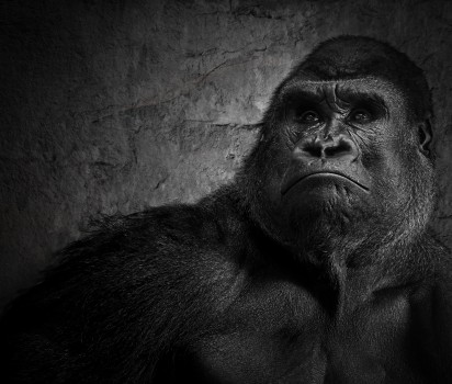 Silverback in black and white