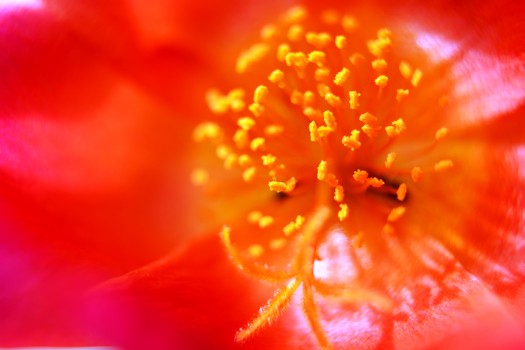 Inside the Flower