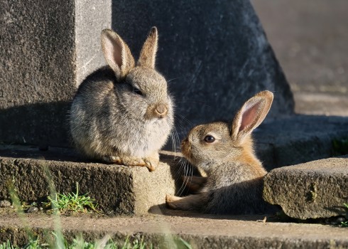 Cemetery rabbits