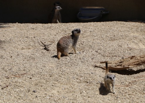 Meerkats in their enclosure