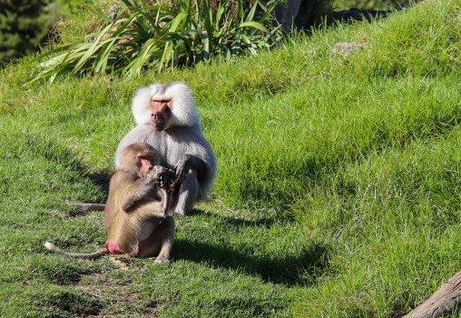 Baboons at Auckland ZOO