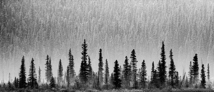 Textured Pine Trees panorama