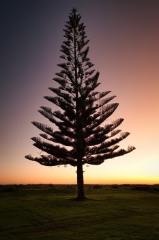 Norfolk pine silhouette