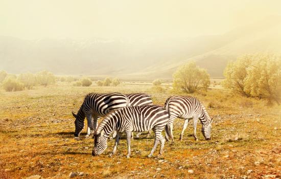 Grazing zebras