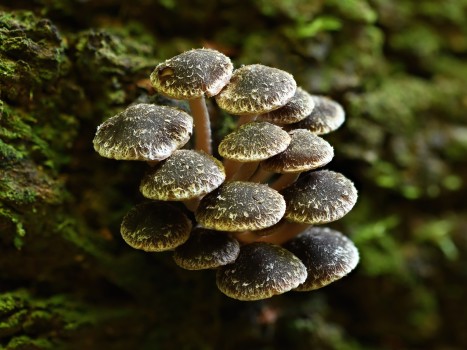 Cluster of Mushrooms (Hypholoma brunneum)
