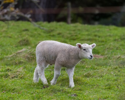 Lamb walking across a paddock
