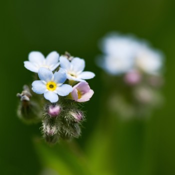 Tiny white forget me not