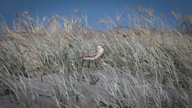 NZ Dotteral in tussock