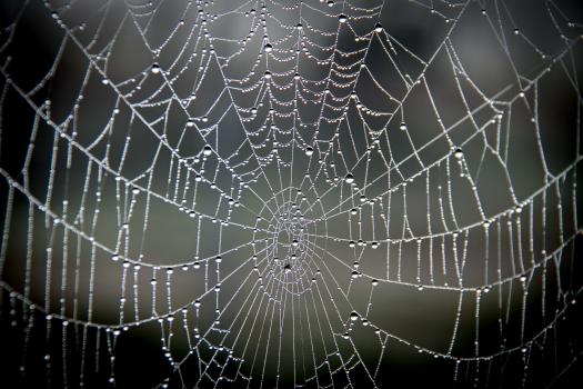 Spiders web in the early morning dew
