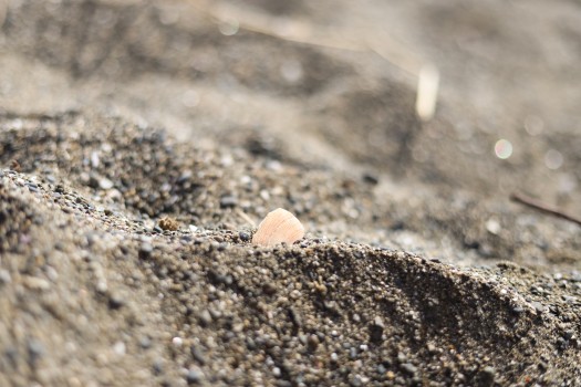 Seashell in the soil