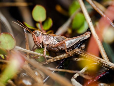 New Zealand Grasshopper