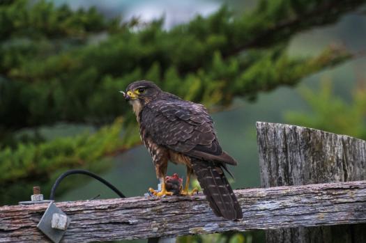 Karearea (NZ Falcon)