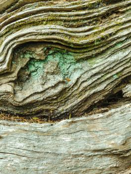 Bark of dead tree, Marlborough