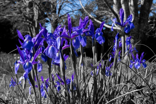 Blue Irises at Gear Homestead