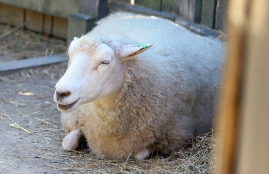 Ewe sitting with it's eyes closed