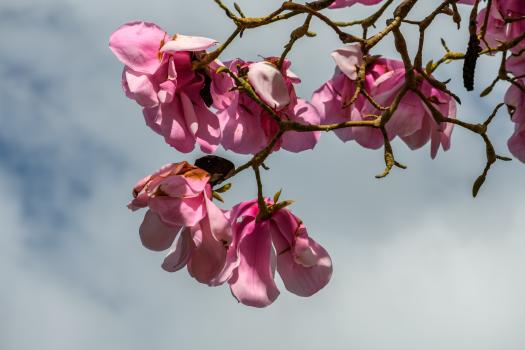 Sky magnolia