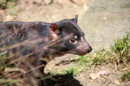 Tasmanian devil close-up