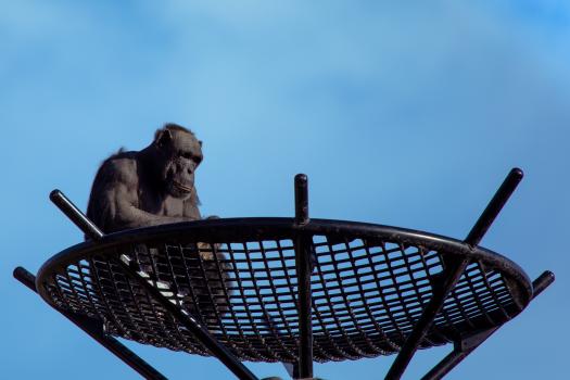 Chimpanzee on a tall platform