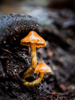 Common Rustgill Mushrooms