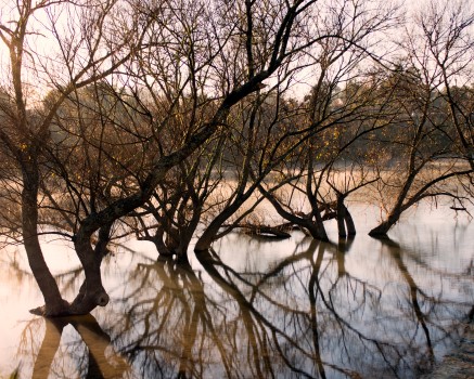 Trees Growing River Reflection