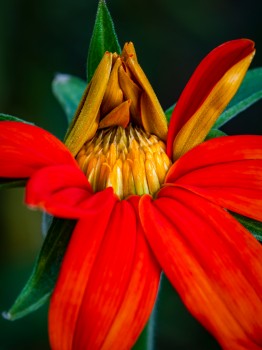 Blooming Orange Mexican Sunflower