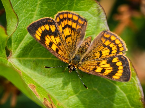 Female Rauparaha's Copper Butterfly Upperside
