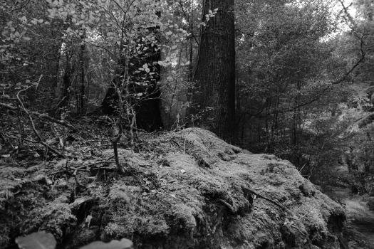 Tall trees moss and beech tree in a forest monochrome