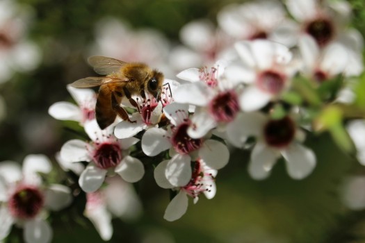 Bee on manuka flower