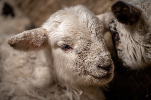 Lamb close up