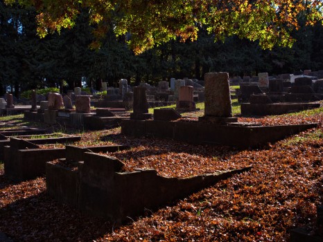 Fallen leaves on historic graves