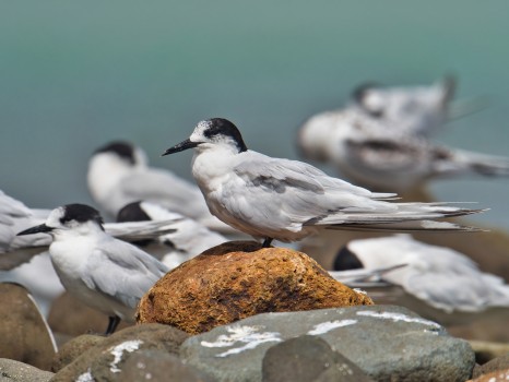 White-fronted terns