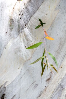 Gum tree trunk with leaves