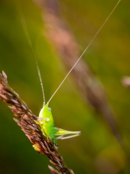 Katydid Long Horned Grasshopper Bushcricket