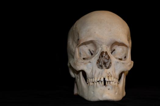 Human skull, genuine and real