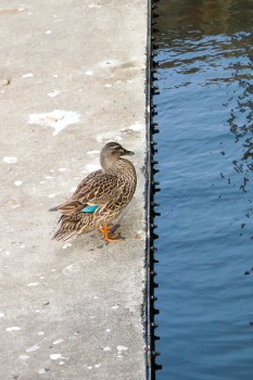 Duck standing on a platform next to water