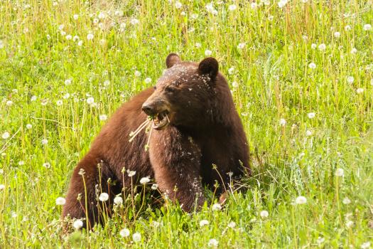 Brown Bear in Dandelion field