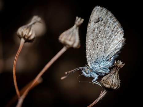 Blue Butterfly Proboscis Water Droplets
