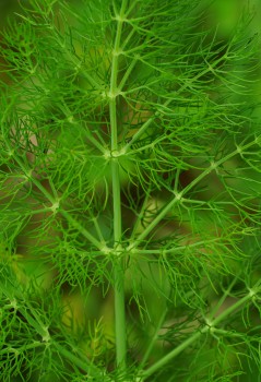 fennel leaf