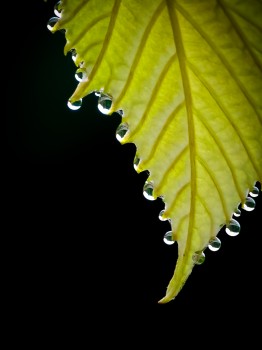 Raindrops on a grapevine