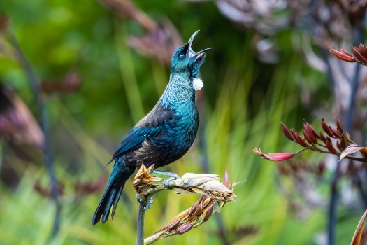 Tui Song