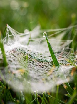 Cobweb Droplet Grass