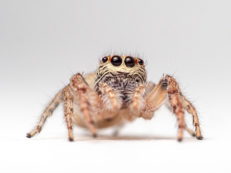 Jumping House Spider Front