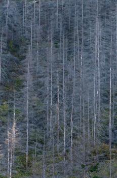Dead wilding pines, Otago