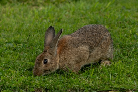Bunny on the lawn