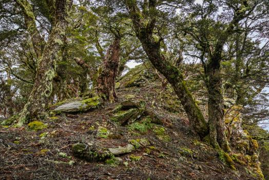 Silver beech forest and schist