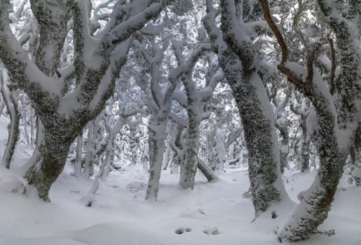 Snowy beech forest, Tararua