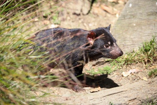 Tasmanian devil at the zoo