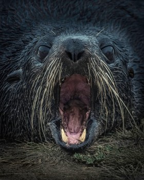 Portrait of a Fur Seal in the rain
