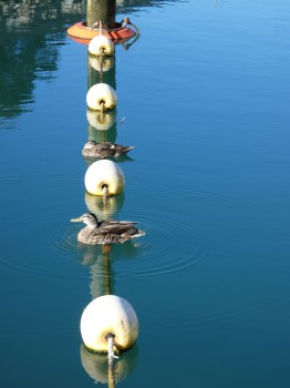 Ducks in a row at marina