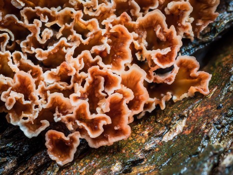 Wine Glass Fungus Mushrooms